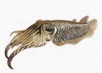 /album/moluscos/choco-jpg/