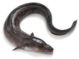 Safio