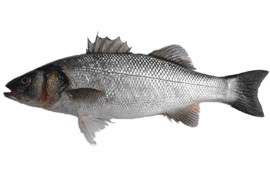 Robalo