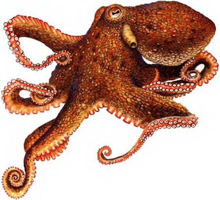 Polvo