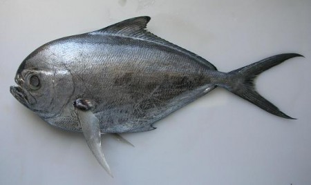 Chaputa