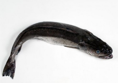 Pescada